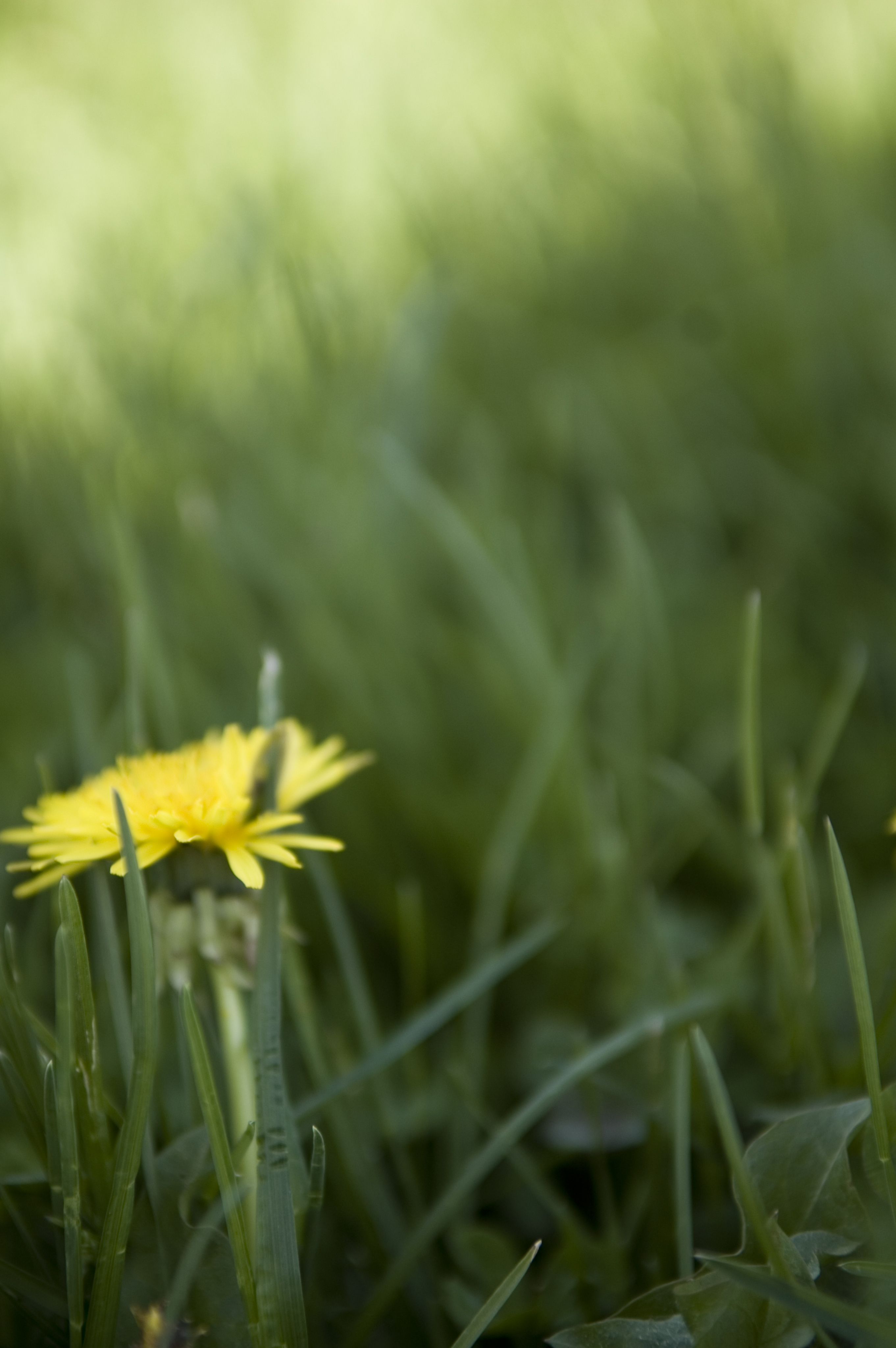 invincible summer within