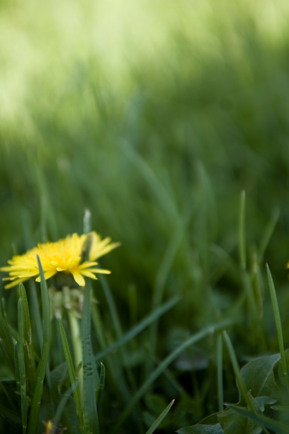 invincible summer within